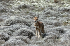 loup d'Abyssinie