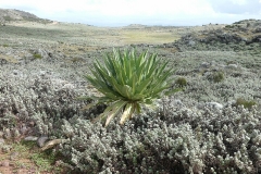 Plateau de Sanetti 1