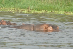 le lac d Awasa 7