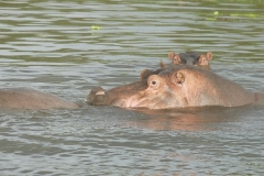 le lac d Awasa 12