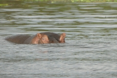 le lac d Awasa 11